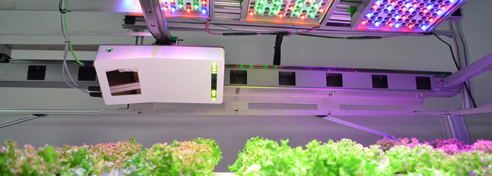 blog header osram phenospex LED light recipies crops