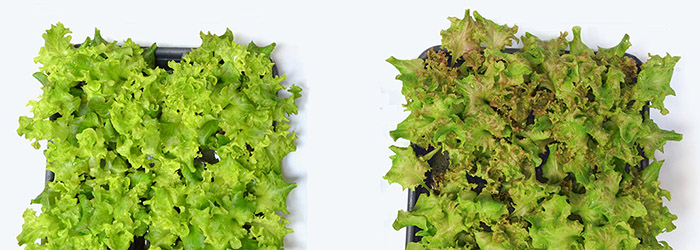 Lettuce plants shaped and colored with different light treatments. 
